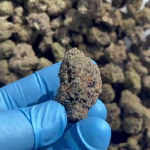 Exotic ICC Flower - Indica - THCA - Video Thumbnail 1