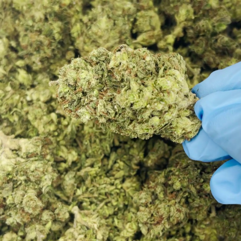 Jungle Juice Flower - Hybrid - THCA - Video Thumbnail 1