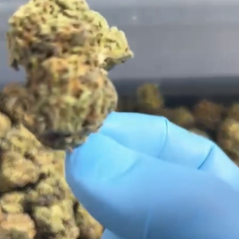 Rebel Runtz Flower - Indica - THCA - Video Thumbnail 1